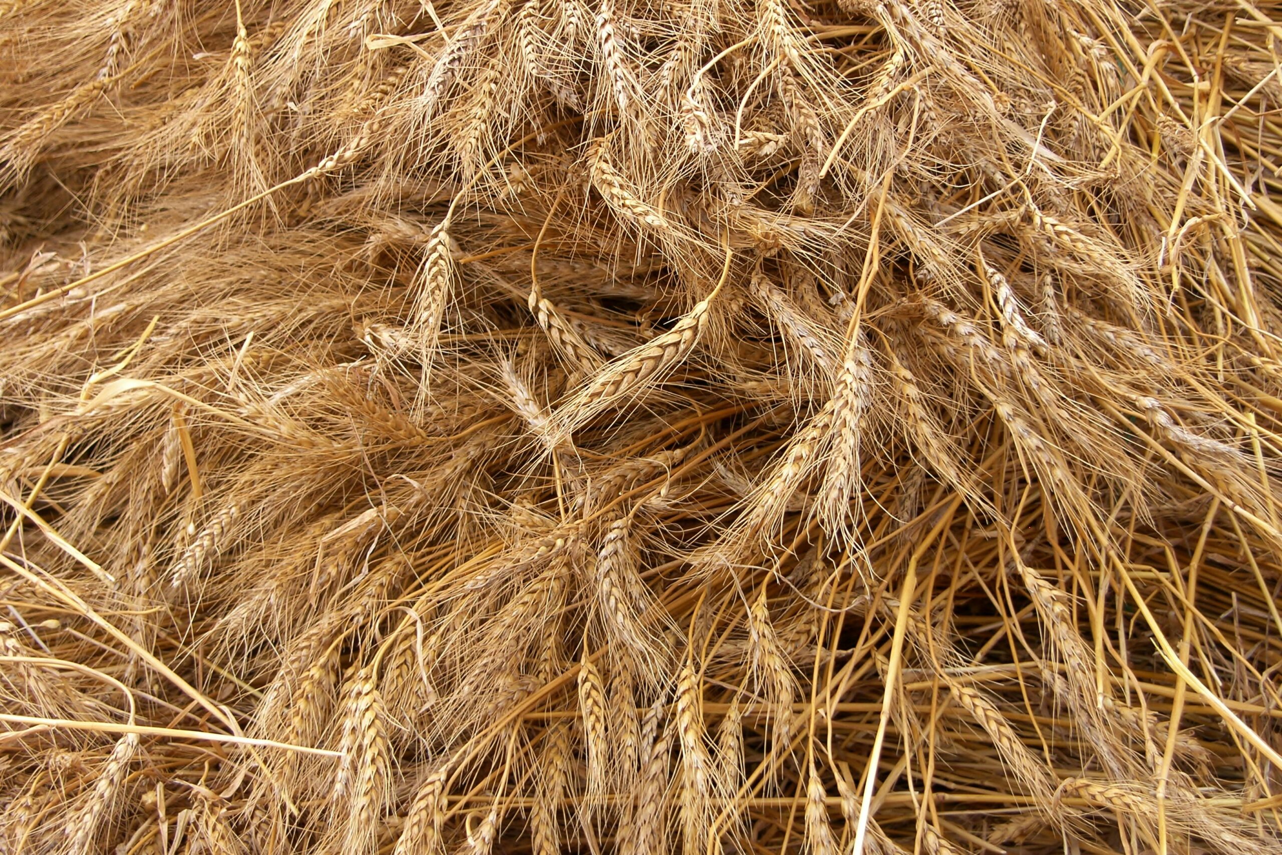 Wheat representing hair breakage